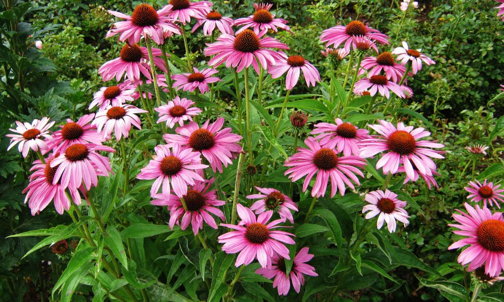 Echinacea purpurová