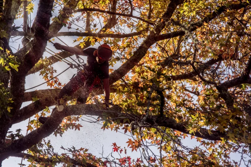 Arborista s ochrannou prilbou a lanovým istením pracuje vo vysokej korune stromu počas jesene. Slnečné svetlo preniká cez žlto-oranžové listy a okolo padajú drobné piliny z rezu.